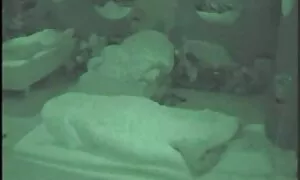 Hänen sexivideoita takapuolensa oli tytön tekemä.