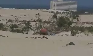 Aasialainen kitty hauskaa rakastavaisten aasialainen pillu kanssa